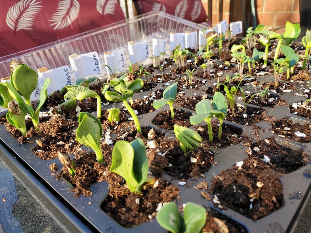 Veggie garden sprouts